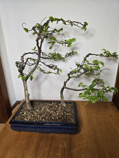 Hainbuche 001