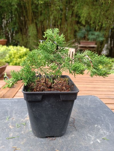 Juniperus Itoigawa 095