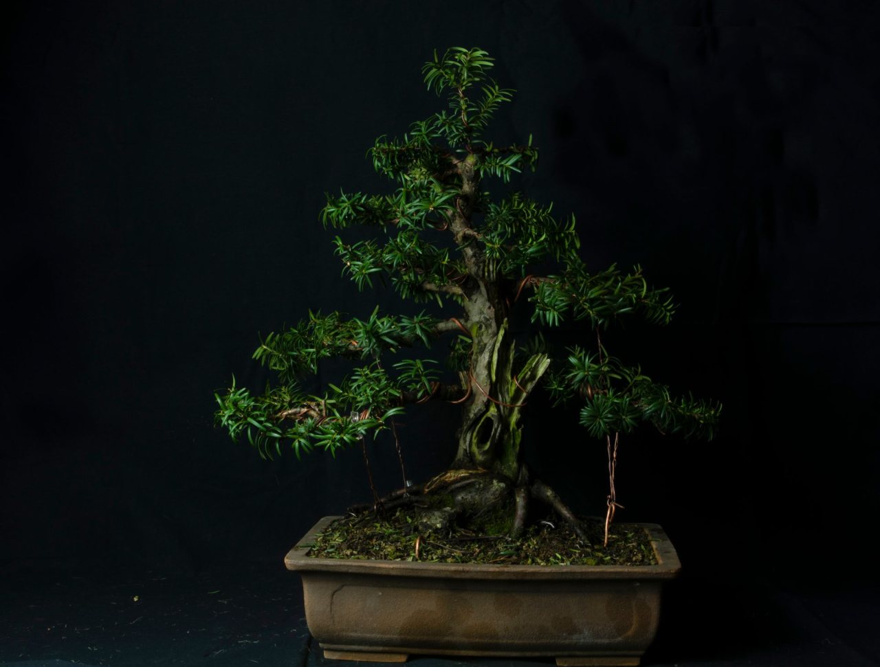 Photo 4