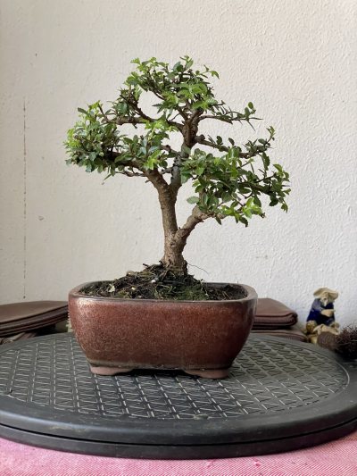 Ulmus parvifolia
