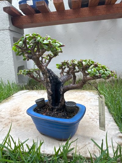 Suculenta