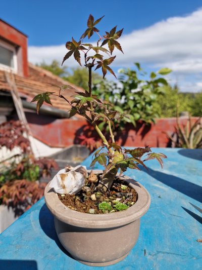 Deshojo shohin