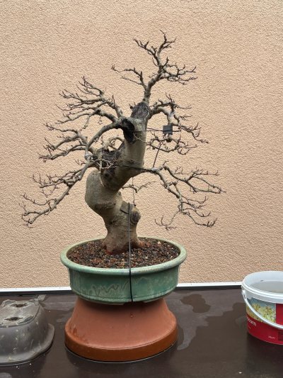 Maulbeerbaum