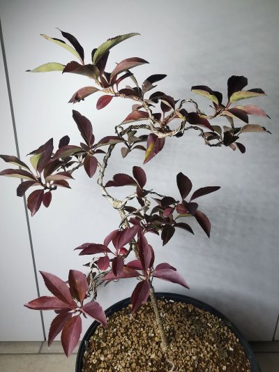 Forsythia