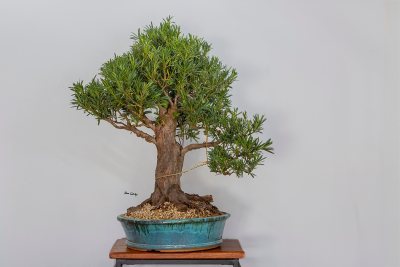 Podocarpus