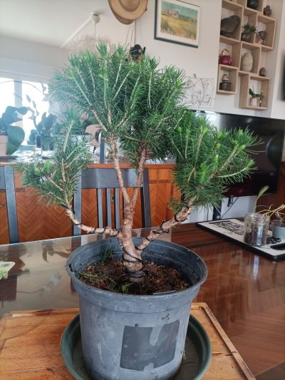 Picea glauca conica sapinette blanche