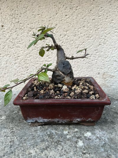 Cotoneaster Schoin