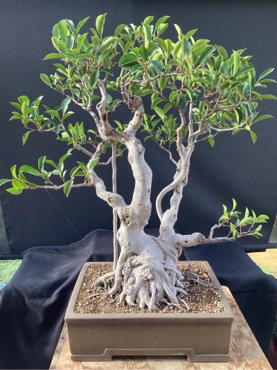 Ficus Seb