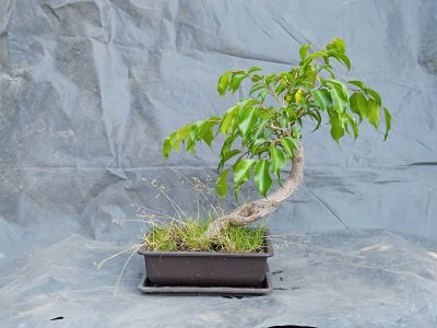 Ficus Benjamina
