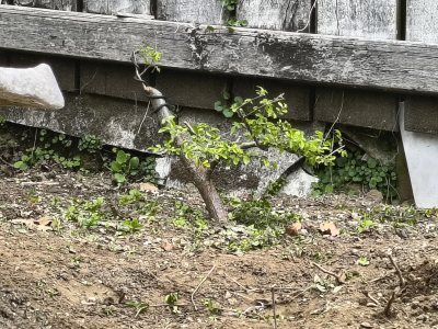 Chinese Elm 014