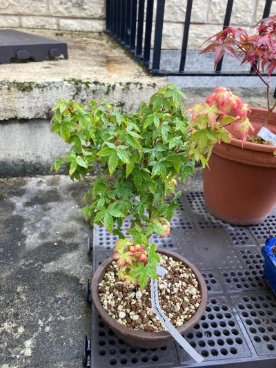 Acer Little Princess