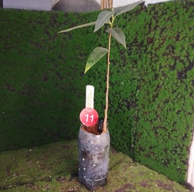 Брахихитон тополевый 🌳 БрТ11