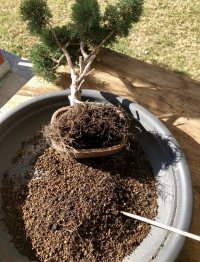 분갈이 - 22. 2. 27. - Photo 1/2