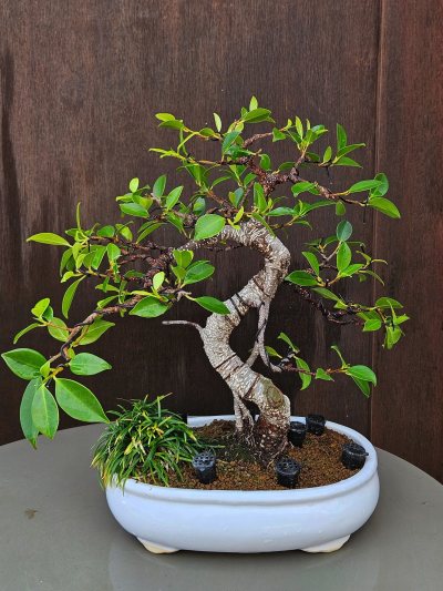 Ficus Retusa