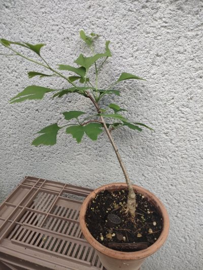 Ginkgo biloba