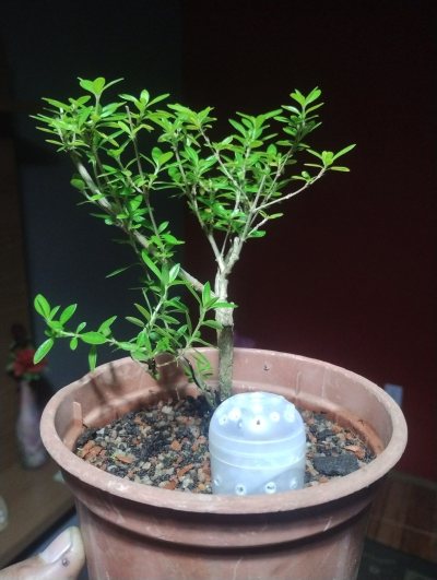 Serissa chinesa