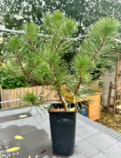 Pinus Mugo
