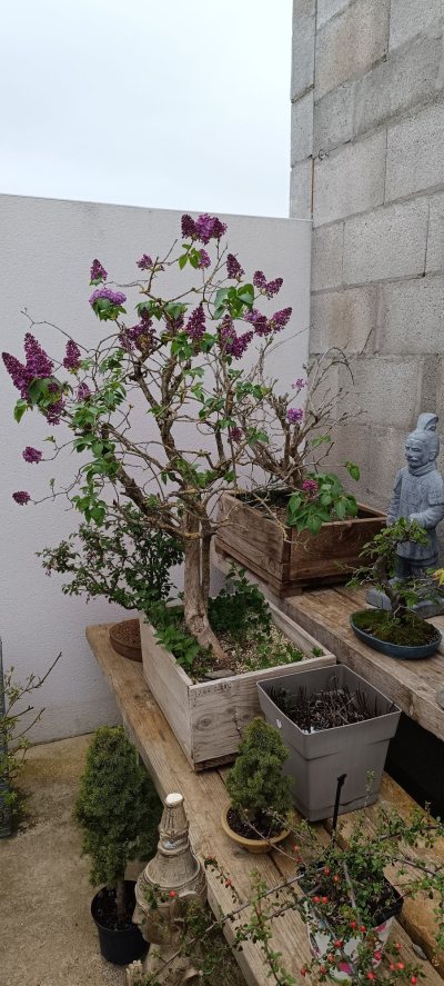 Lilas