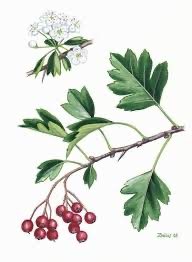 Crataegus 2024 I