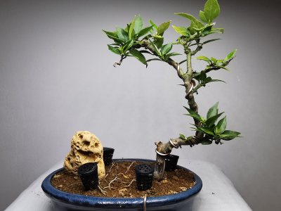 Citrus Myrtifolia