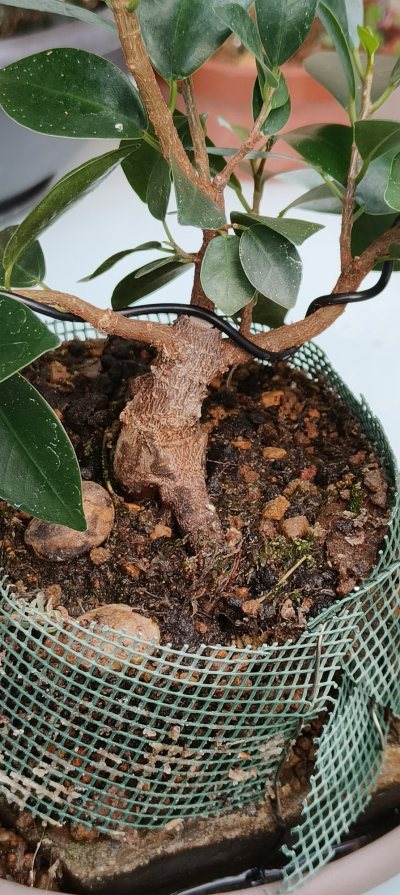 ficus patata gingsen