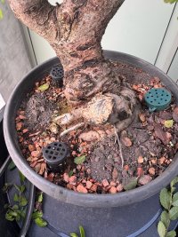 Fertilización - 20/3/26 - Photo 1/2
