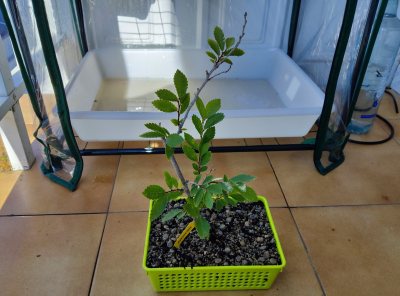 Zelkova Nire
