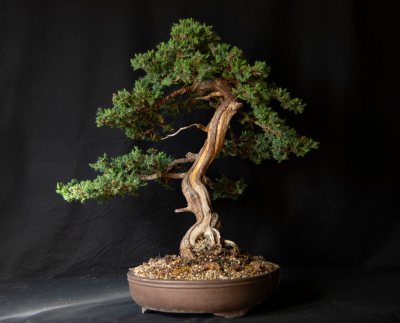 Juniperus procumbens