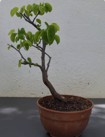 Arbol de amor