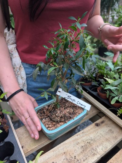 Brush Cherry Bonsai