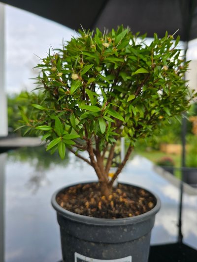 Myrtus microphylla