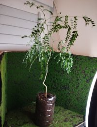 Μεταφύτευση - 4/1/26 - Photo 1/1