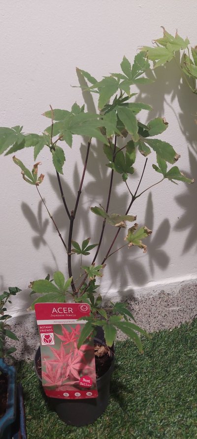 Ιαπωνικό Πλατάνι Acer Palmatum Atropurpureum