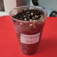 Repotting - 5/17/26 - Photo 1/1