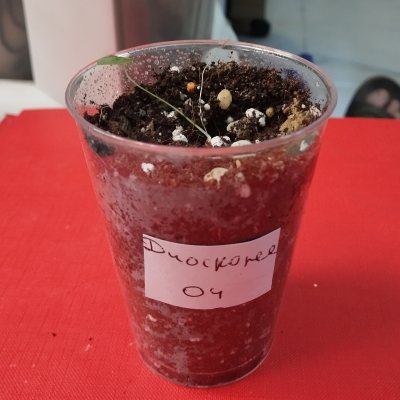 Диоскорея слоновая (Dioscorea elephantipes) 🪴 ДСл04
