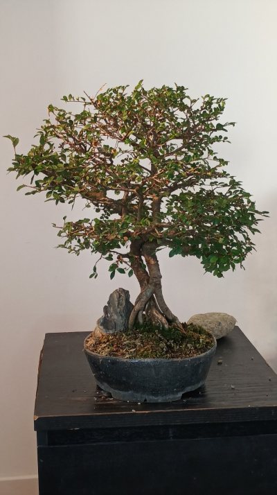 Orme de Chine 2