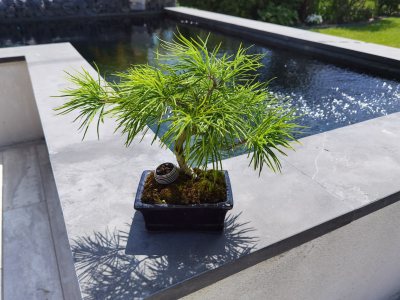 Pseudolarix