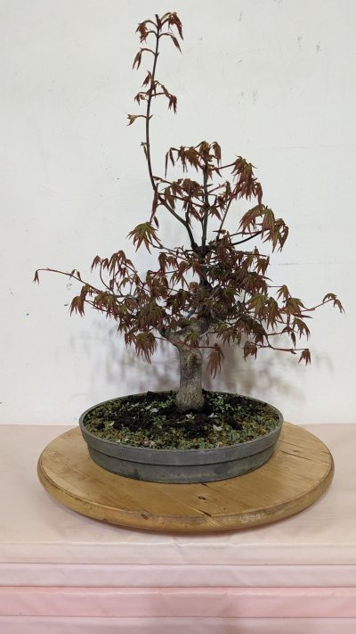 Palmatum Patrice