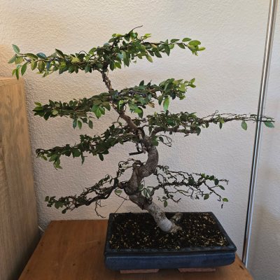 Ulme Chinesisch 006