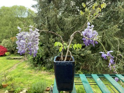 Glycine