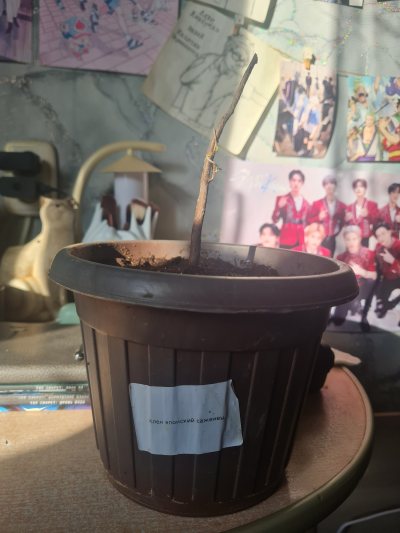 Японский клён 🍁