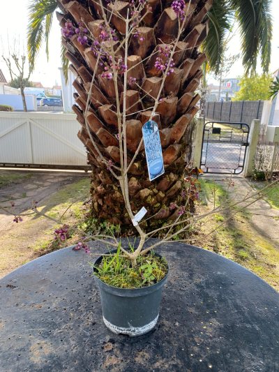 Arbre au bonbon profusion