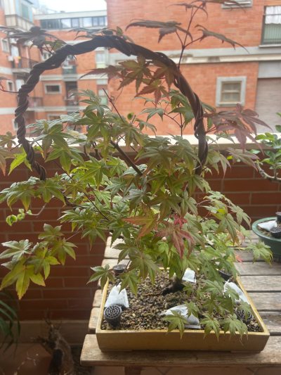 Big maple