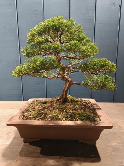 Juniperus chinensis Itoigawa 017
