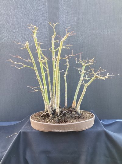 Forêt Erables MF