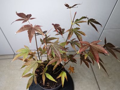 Erable Palmatum Atropurpureum