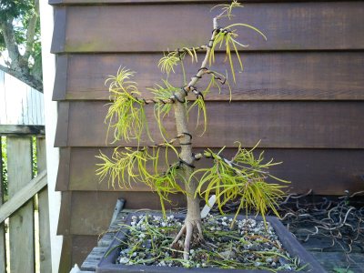 Chinese Golden Larch 001