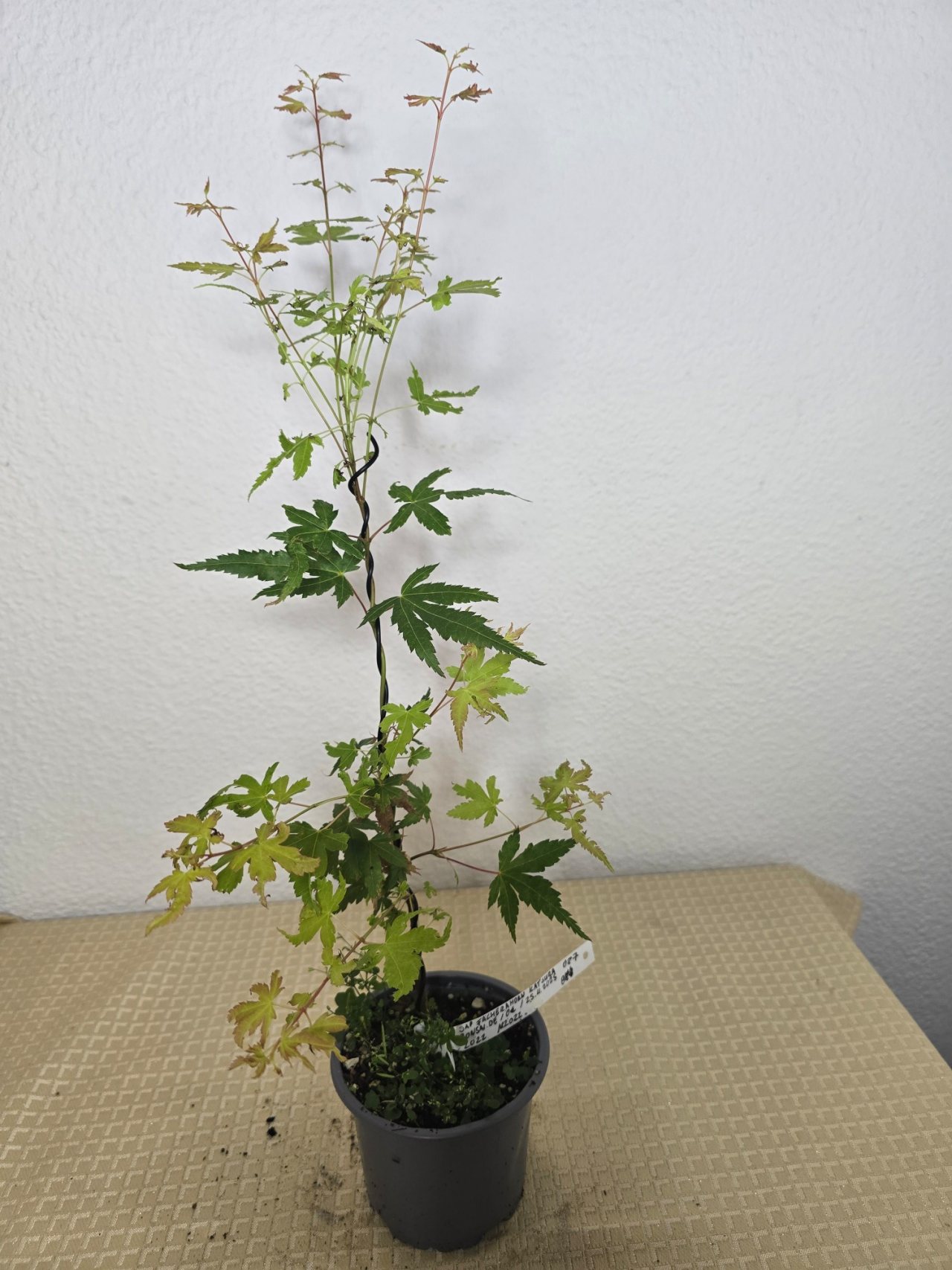 Photo 14