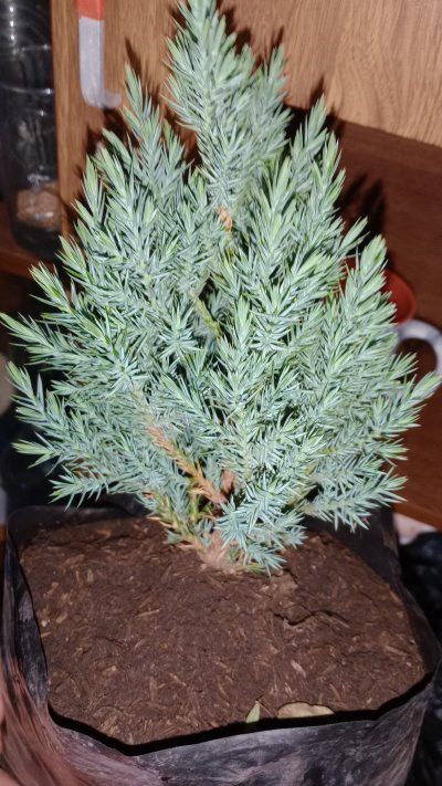 Squamata