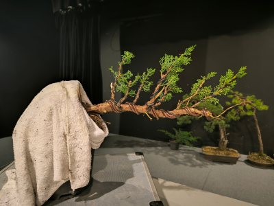 Genévrier kishu #1